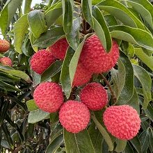 Litchi