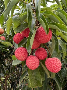 Litchi