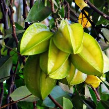 Carambola