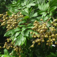 Foto longan fruto